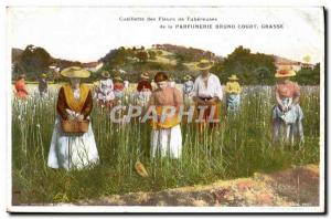 Old Postcard tuberous flowers Picking Perfume Bruno Court Grasse