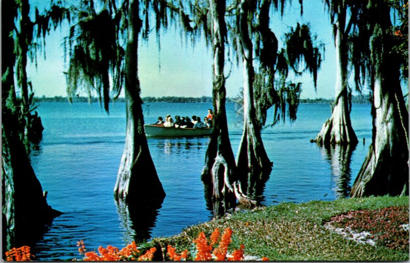 Vtg Old Cypress Trees Spanish Moss Cypress Gardens Florida FL Unused Postcard