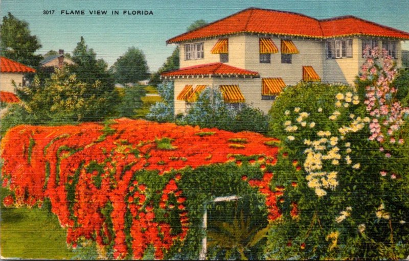 Florida Flame Vine In Full Bloom