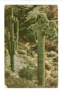AZ - Arizona Cacti     (corner wear)