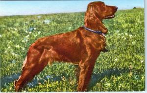 IRISH  SETTER   DOG   Postcard    c1950s    Printed in Switzerland