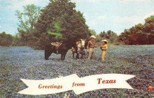 US2 USA TX greetings from Texas Bluebonnets cowboy 1972 horse Washington stamp