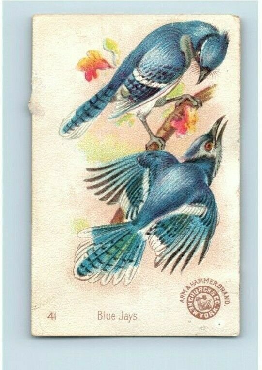 1880s-90s Arm & Hammer Beautiful Birds Series Waxbill Lot Of 5 P222