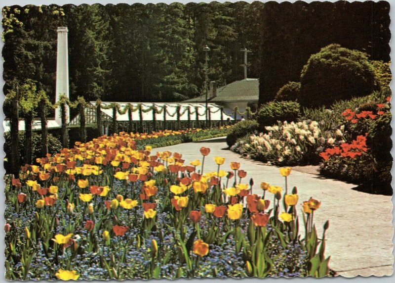 postcard Victoria, BC Canada - Butchart Gardens - tulips along the main walk