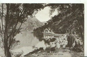 Scotland Postcard - Path By The Loch - Loch Katrine - Stirlingshire - Ref 14373A