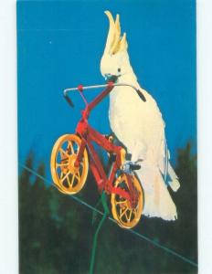 Unused Pre-1980 PARROT JUNGLE - BIRD RIDES BICYCLE Miami Florida FL E5996