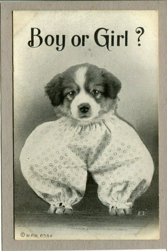 Postcard W.F. Williams #6554 Dog Puppy in PJ's Pajamas Boy or Girl  c1909 -007