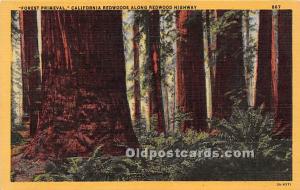 Forest Primeval, California Redwoods Redwood Highway, USA Logging, Timber Unu...