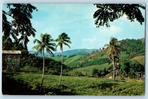 Puerto Rico Postcard Country Scene Near Caguas in Lush Tobacco Area c1950's