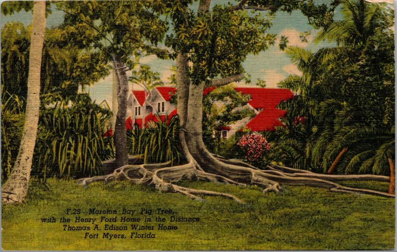 Vtg 1950s Moreton Bay Fig Tree Thomas Edison Ford Home Fort Myers FL Postcard