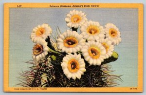 Vintage Arizona Postcard - Sahuaro Blossoms  1954