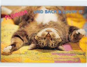 Postcard Laid Back & Lovin It Cute Cat Relaxed Greetings from Florida USA