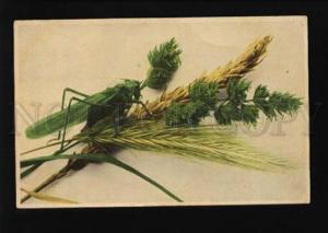 3073722 Lovely GRASSHOPPER vintage Phototype RPPC 1907 year