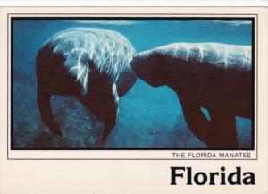 The Florida Manatee