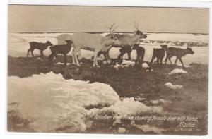 Reindeer & Fawn Alaska 1910c postcard