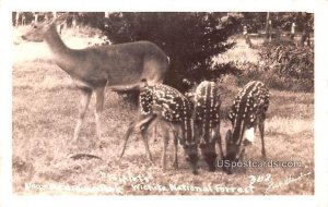 Triplets, Deer - Wichita National Forrest, Kansas KS