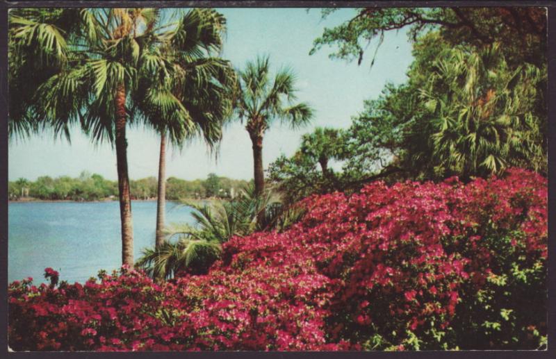 Azalea Time in Tropical,FL