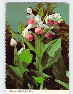 Postcard The Showy Lady Slipper, Minnesota's Official State Flower, Minnesota