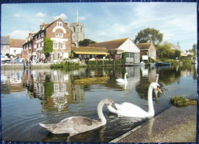 England Swans on the River Frome at Wareham - unposted