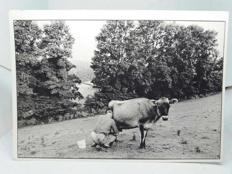 Milking a Cow the old Way on a Farm at Beaford Devon 1985  Vintage Postcard