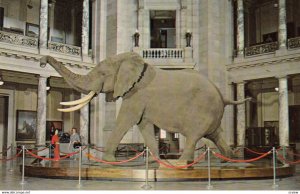 Washington D.C , 1950-60s ; Elephant , Smithsonian Institution