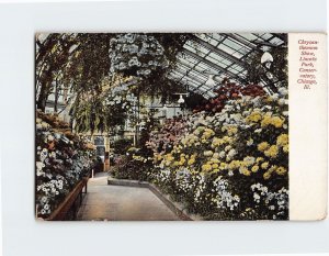 Postcard Chrysanthemum Show, Lincoln Park, Conservatory, Chicago, Illinois