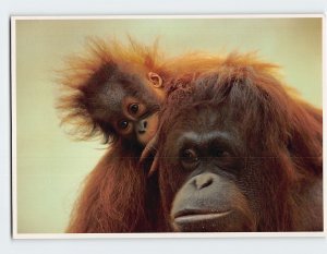 Postcard Orangutan and Her Offspring Zoo Atlanta Georgia USA