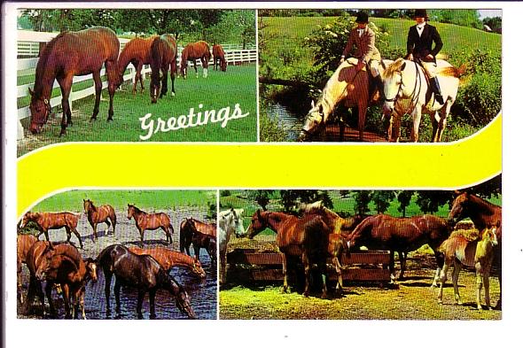 Fourview, Greetings, Horses,  Durham,