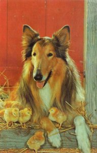 Beautiful Dog, Collie Watching over Friends, US Publ, Old Postcard