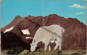 Mountain Goat Glacier National Park Montana Postcard PC286