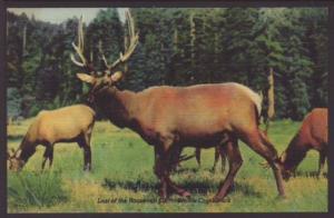 Last of the Roosevelt Elk,Prairie Creek Park Postcard 