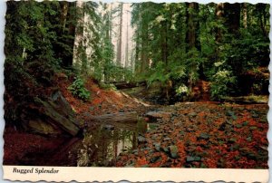 Postcard - Rugged Splendor, Avenue of the Giants - California