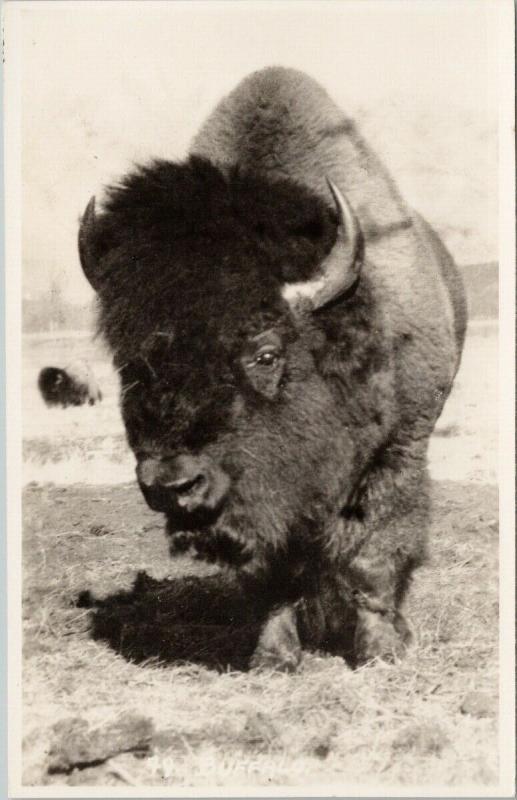 Buffalo Alberta AB Byron Harmon Unused RPPC Postcard F7