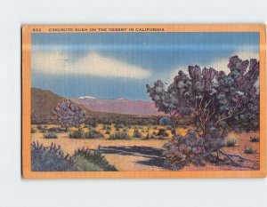 Postcard Creosite Bush On The Desert In California USA