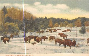 Buffalo, Corbin's Park New Hampshire, USA Buffalo 1907 