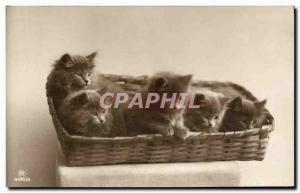 Old Postcard Cat Cats Kitten
