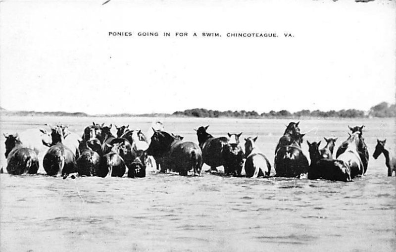 Ponies going in for a swim Chincoteague, Virginia, USA Horse Unused 