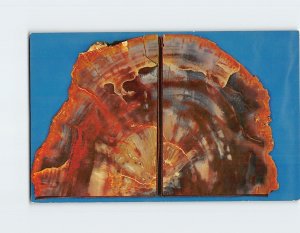 Postcard Partial cross section of Petrified Araucaria Pine, Northern Arizona