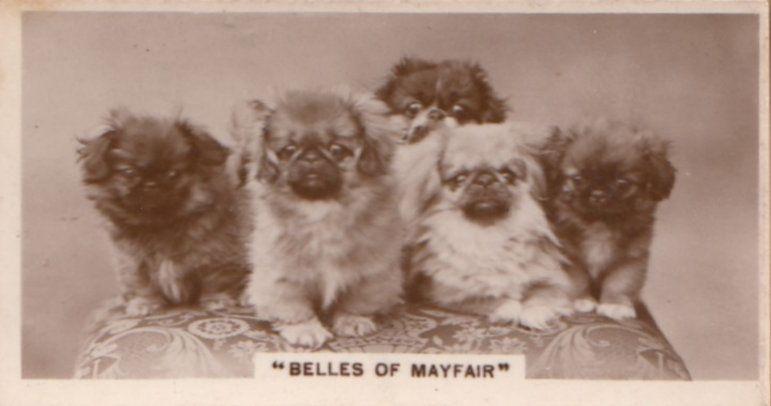 Mayfair Belles Miss London Dog Dogs Antique Real Photo Cigarette Card