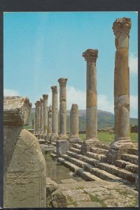 Algeria Postcard - Djemila - Roman Ruins     RR6291