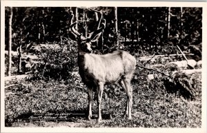 RPPC POSTCARD Deer in Velver Banff National Park Canada Alberta KH5