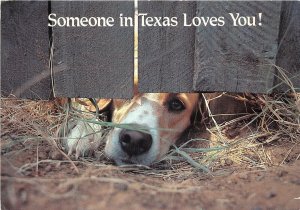 Lot 11 usa someoane in texas love you dog  American English Coonhound