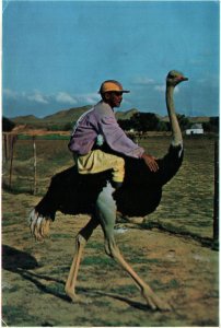 VINTAGE CONTINENTAL SIZE POSTCARD OSTRICH RACE AT FARM OUDTSHOORN SOUTH AFRICA