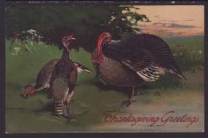 Thanksgiving Greetings,Turkeys Postcard 