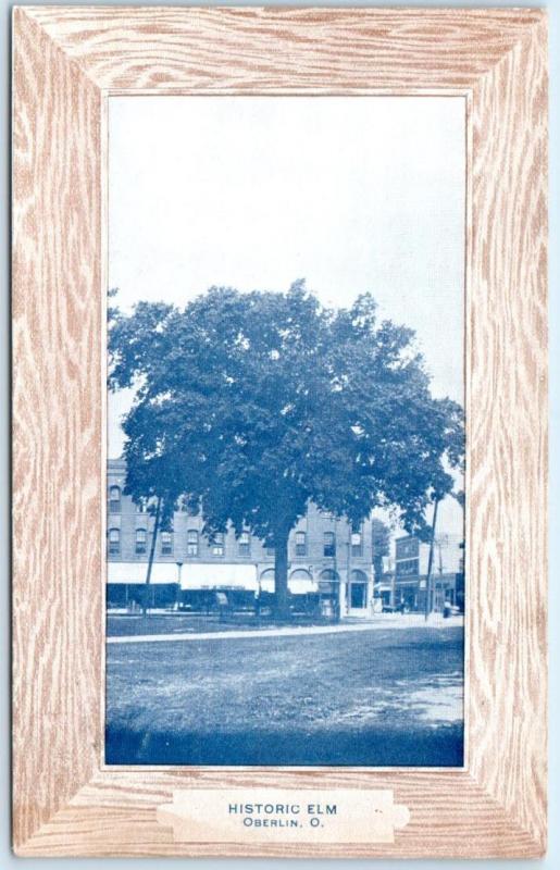 OBERLIN, Ohio  OH    HISTORIC ELM   Faux Wood Border  1909   Postcard