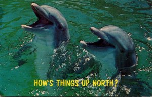 Dolphins Smiling Florida Porpopises How's Things Up North