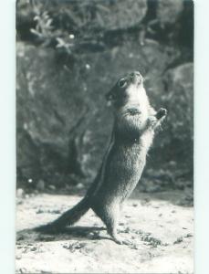 1940's rppc CHIPMUNK BEGGING FOR PEANUTS i7096