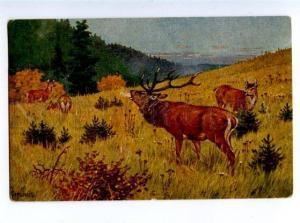 156597 DEER Hunt by GONSCHAK vintage Colorful PC