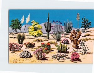 Postcard Cacti and the Desert Flora of the Great Southwest