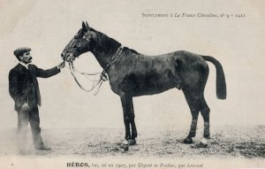 Heros La France Chevaline 1907 Race Horse Antique PB Postcard